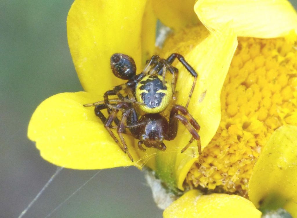 Synema globosum: accoppiamento